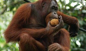 BBKSDA Geram, Pemkab Taput Lepasliarkan Orangutan Diam-diam 11