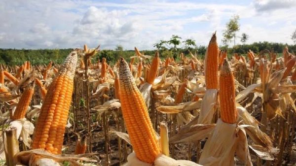 Gagas Depo Jagung, Bupati Dompu Jaga Stok Jagung Lokal 31
