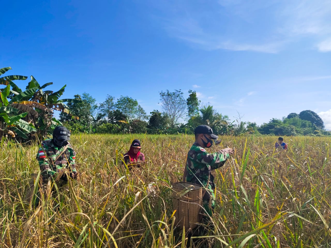 IMG-20210313-WA0003 Musim Panen di Perbatasan, Satgas Yonif 642 Terjun Langsung ke Sawah Membantu Warga Memanen Padi 1