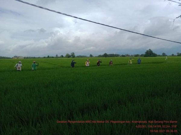 Provinsi Banten Sembilan Besar Produsen Beras Nasional 27