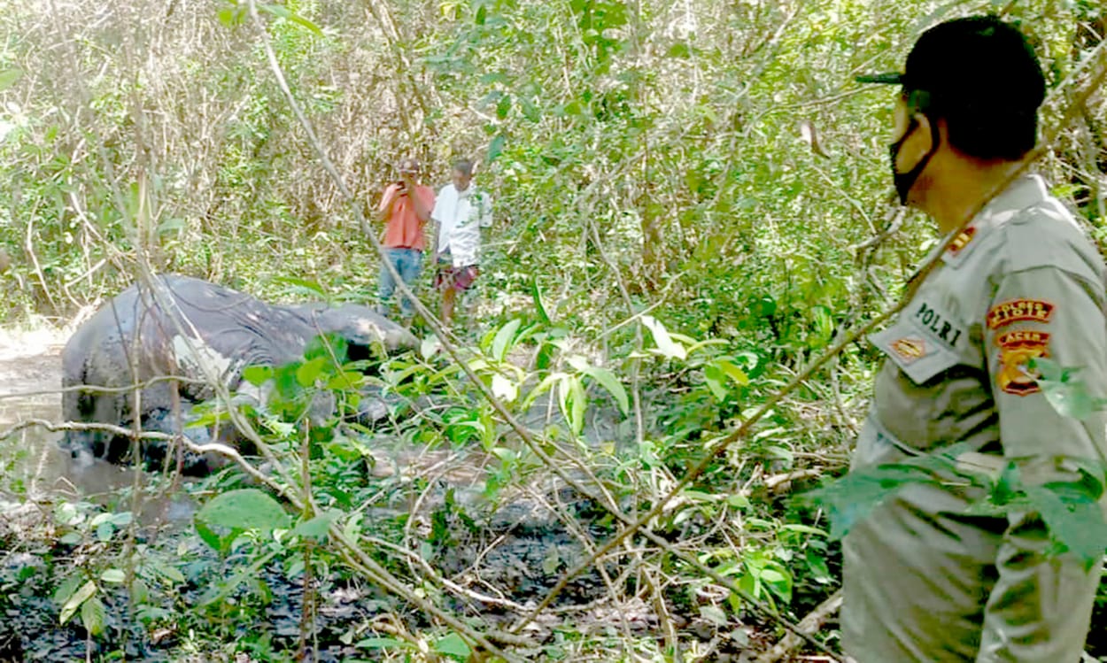 IMG-20210401-WA0001 Polisi Selidiki Penyebab Kematian Gajah Betina di Aceh 1