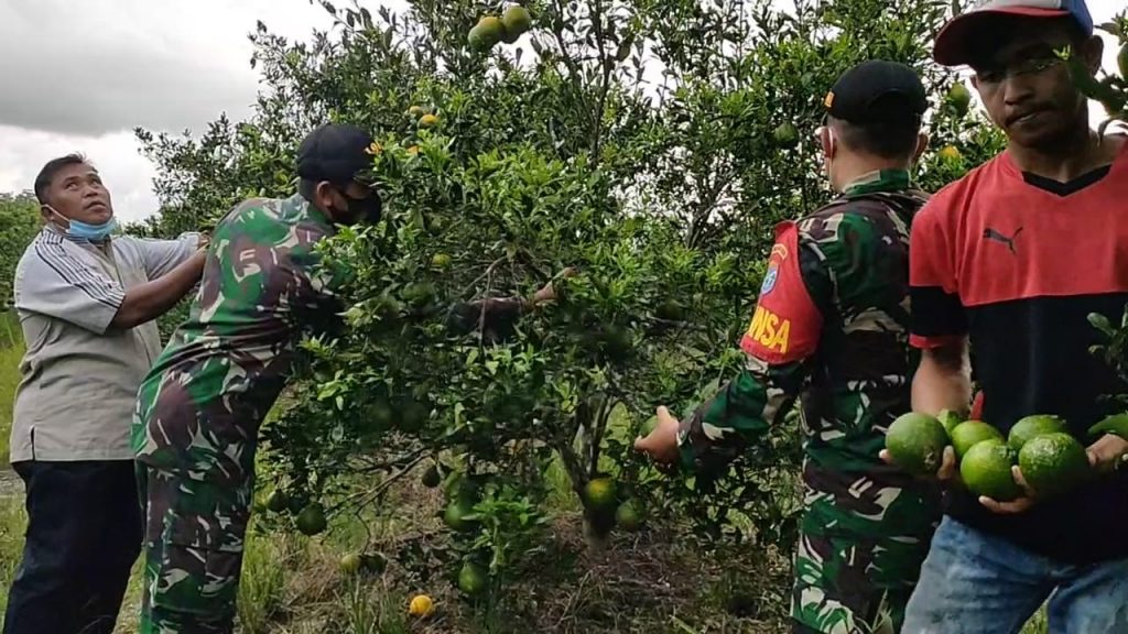 Bantu Perekonomian Masyarakat Koramil Bantu Petani Jeruk 10