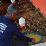 Berdayakan Petani di Pantai Harapan Jaya, Bakrie Amanah Berikan 1.400 Ekor Bebek Petelur 42