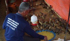 Berdayakan Petani di Pantai Harapan Jaya, Bakrie Amanah Berikan 1.400 Ekor Bebek Petelur 14