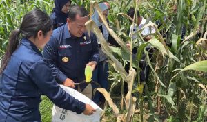 Kepala Zona Bakamla Tengah Pimpin Panen Jagung di Bali 9