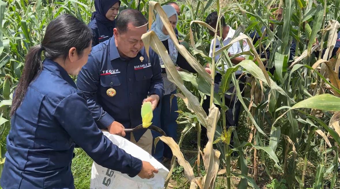 IMG-20250224-WA0025 Kepala Zona Bakamla Tengah Pimpin Panen Jagung di Bali 1
