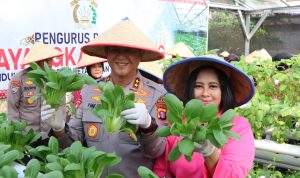 Dukung Ketahanan Pangan, Kapolda Kalteng Bersama Bhayangkari Panen Sayur di Lahan Pekarangan Pangan Lestari 9