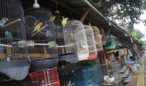 Pasar Burung Barito Dibongkar 12