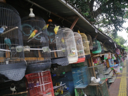Pasar Burung Barito Dibongkar 1