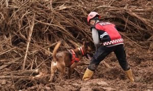 Penciuman Anjing Pelacak Percepat Penemuan Korban Longsor Cilacap 12