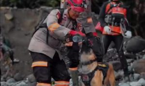 Kisah Kemanusiaan dan Kesetiaan Anjing Pelacak & K-9 Handler 13