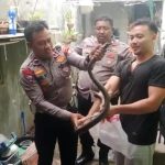 Respon Cepat Aduan Call Center 110, Polisi Tangkap Ular Liar di Rumah Warga 49
