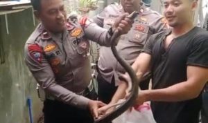 Respon Cepat Aduan Call Center 110, Polisi Tangkap Ular Liar di Rumah Warga 11