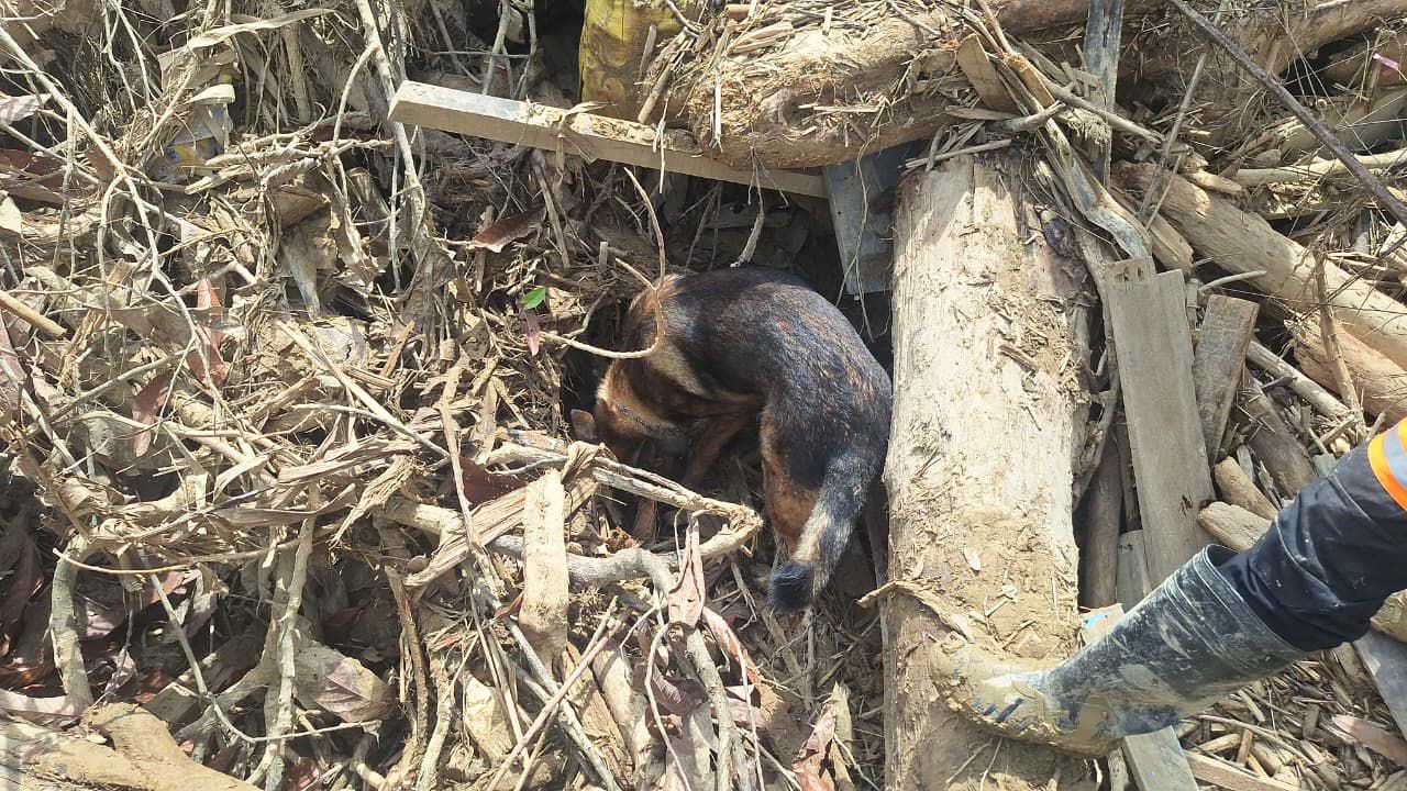 Satwa K-9 Polri Temukan Jenazah Korban Banjir Bandang di Aceh Tamiang 3