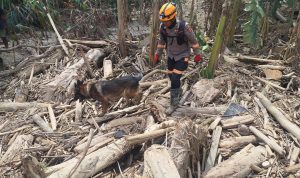 Satwa K-9 Polri Temukan Jenazah Korban Banjir Bandang di Aceh Tamiang 13
