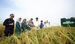 BRIN Panen Padi Unggul Hasil Mutasi Iradiasi Teknologi Nuklir 3