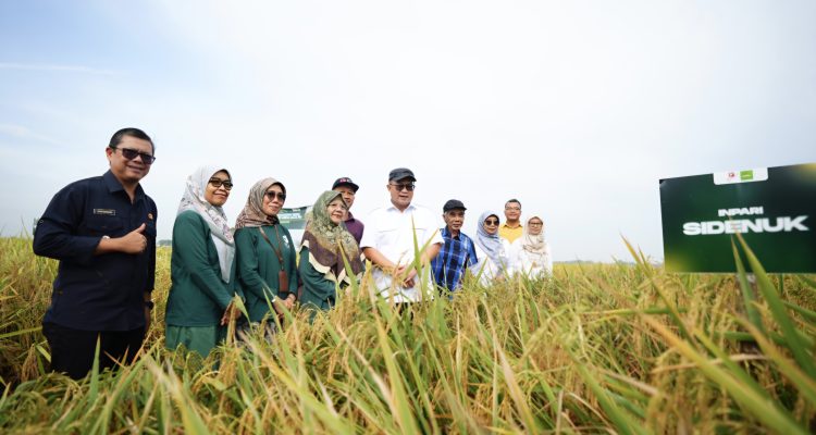 BRIN Panen Padi Unggul Hasil Mutasi Iradiasi Teknologi Nuklir 1