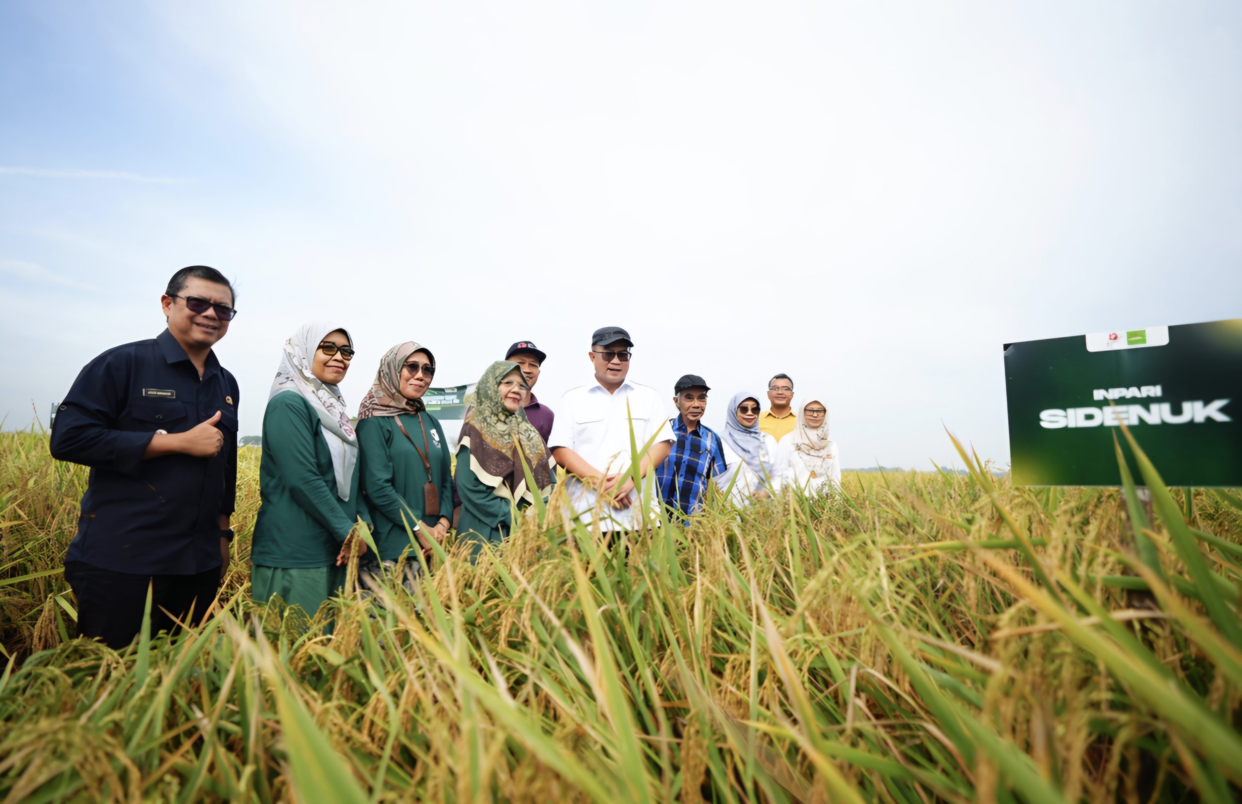 BRIN Panen Padi Unggul Hasil Mutasi Iradiasi Teknologi Nuklir 1
