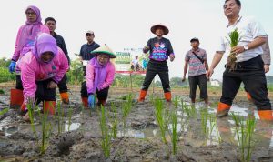 Jakarta Timur Tanam Jagung, Padi, dan Sayuran di 162 Lokasi, Target Panen Puluhan Ton 5