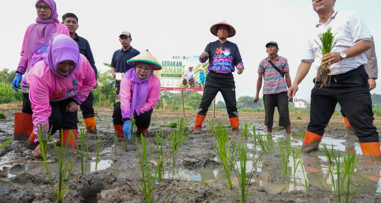 Jakarta Timur Tanam Jagung, Padi, dan Sayuran di 162 Lokasi, Target Panen Puluhan Ton 3