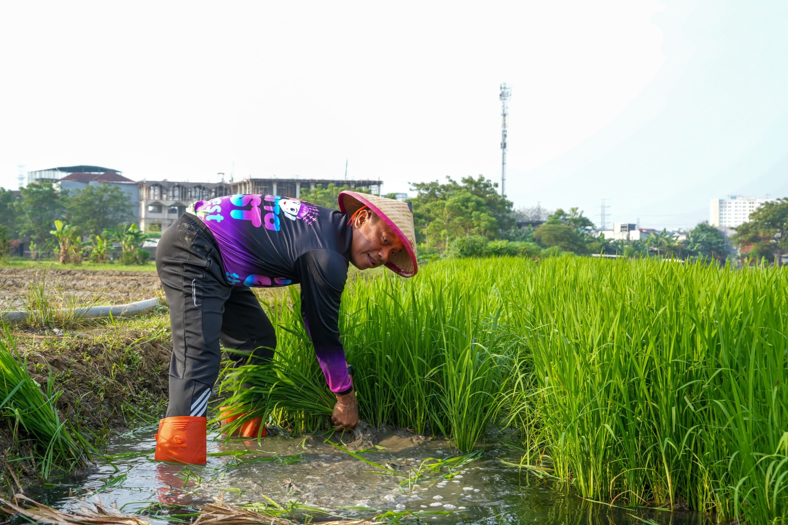 Jakarta Timur Tanam Jagung, Padi, dan Sayuran di 162 Lokasi, Target Panen Puluhan Ton 2