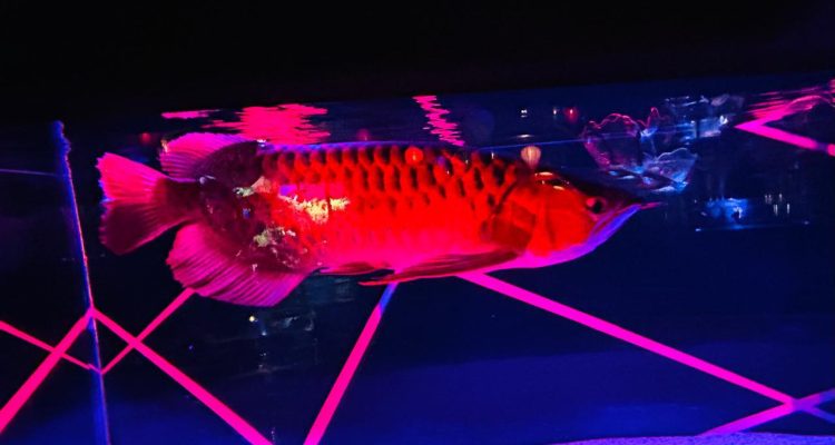 Kejutan Aquarium Gakyo di Aqua City Odaiba 4
