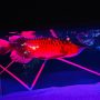 Kejutan Aquarium Gakyo di Aqua City Odaiba 16