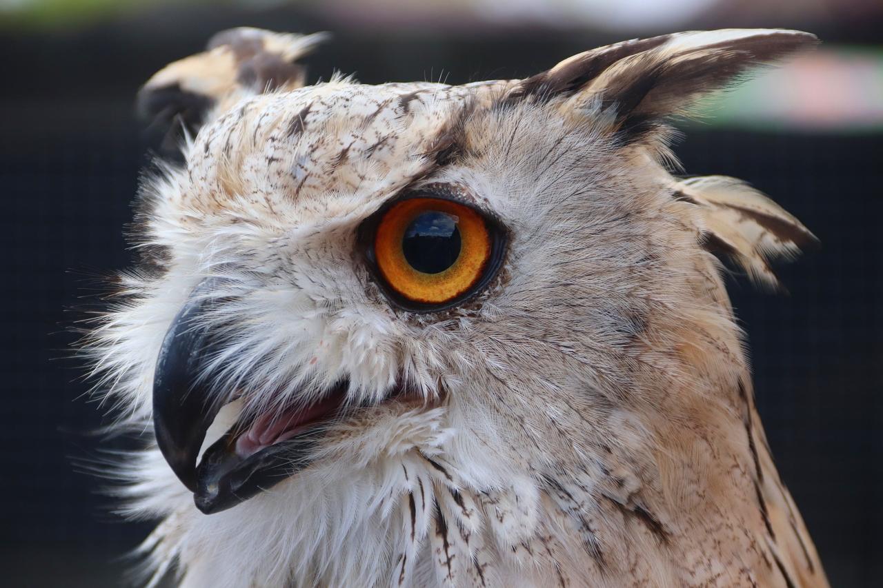 Hari Kepedulian Burung Hantu Internasional 1 Hari Kepedulian Burung Hantu Internasional 2