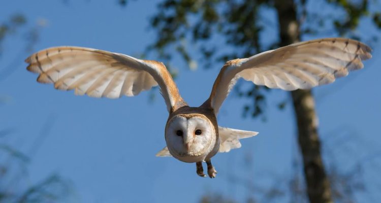 Hari Kepedulian Burung Hantu Internasional 5