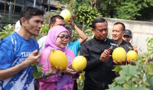 IMG-20260925-WA0055 Lahan Tidur Disulap Jadi Kebun Melon, Munjirin Dorong Warga Kembangkan Urban Farming 2