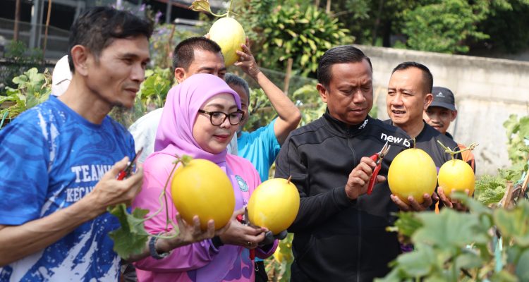 Lahan Tidur Disulap Jadi Kebun Melon, Munjirin Dorong Warga Kembangkan Urban Farming 1