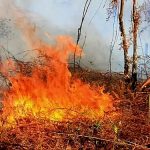 19 Perusahaan Disebut Picu Karhutla, 11.046 Hektare Terbakar 21
