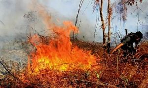Ilustrasi-Karhutla-700x375 19 Perusahaan Disebut Picu Karhutla, 11.046 Hektare Terbakar 2