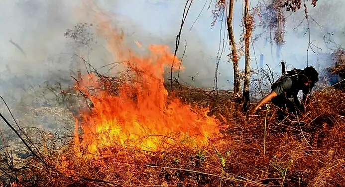 19 Perusahaan Disebut Picu Karhutla, 11.046 Hektare Terbakar 1