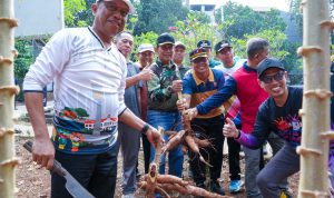 Dukung Ketahanan Pangan, Munjirin Panen Singkong dan Petai Bersama Warga Cipinang Melayu 7