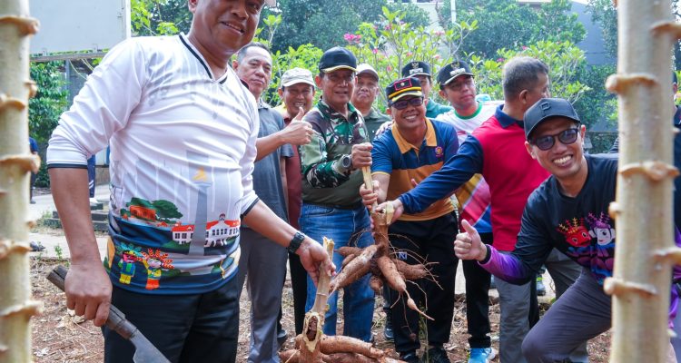 Dukung Ketahanan Pangan, Munjirin Panen Singkong dan Petai Bersama Warga Cipinang Melayu 2