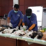 Cegah Rabies dan Kendalikan Populasi Kucing, Sudin KPKP Jaktim Gelar Layanan Vaksinasi Hewan Gratis 21