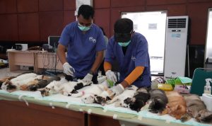 Cegah Rabies dan Kendalikan Populasi Kucing, Sudin KPKP Jaktim Gelar Layanan Vaksinasi Hewan Gratis 2