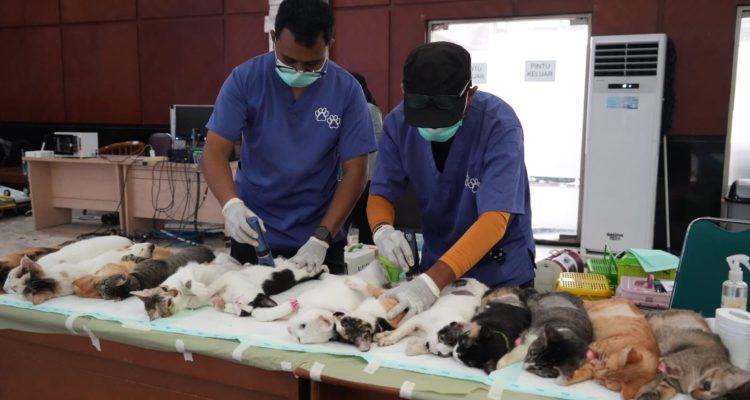 Cegah Rabies dan Kendalikan Populasi Kucing, Sudin KPKP Jaktim Gelar Layanan Vaksinasi Hewan Gratis 1