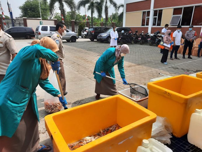 Cegah Penyebaran HPIK Koi03-KKP Cegah HPIK dan Impor Ilegal, KKP Musnahkan Ribuan Ikan asal Jepang, Thailand dan Kolombia 8