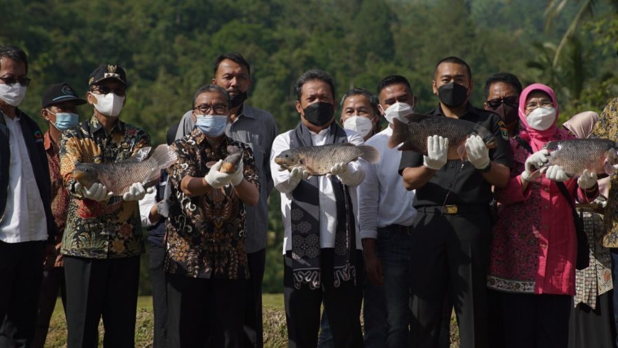 Gurami bima5 KKP Kembangkan Gurami 'Bima' untuk Sejahterahkan Masyarakat 13