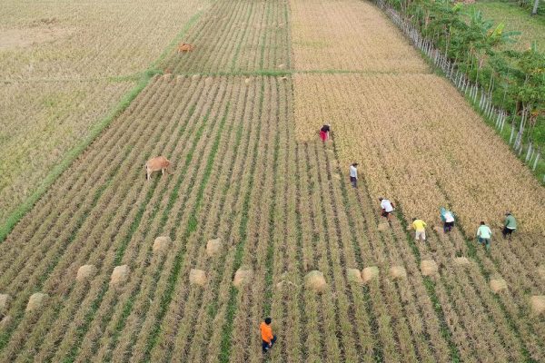 Penguatan Sistem Logistik Ala Kementan Menghadapi Tatanan Baru 11