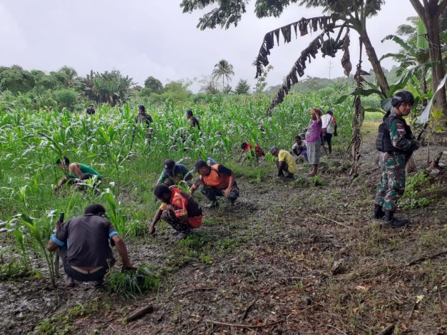 Tanaman Tumbuh Subur, Bukti Keberhasilan Pelatihan Pertanian Satgas Pamtas Yonif 126/KC 56