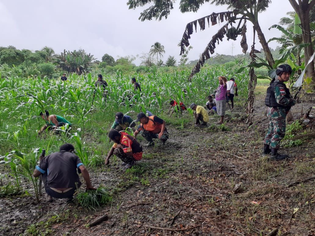 IMG-20220310-WA0010 Tanaman Tumbuh Subur, Bukti Keberhasilan Pelatihan Pertanian Satgas Pamtas Yonif 126/KC 1