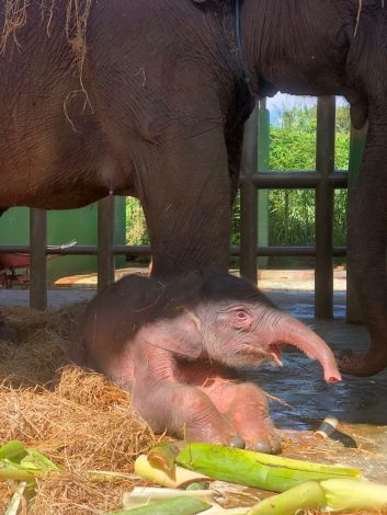 Bambang Soestyo Apresiasi Kelahiran Bayi Gajah Sumatera Pertama di Bali Zoo 11