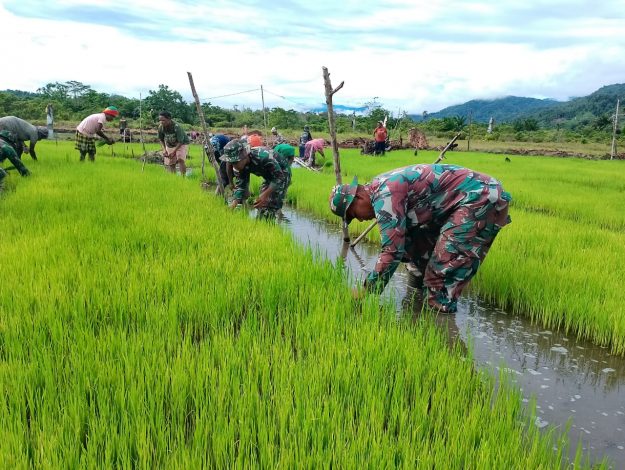 Satgas Pamtas Yonif 126/KC Bantu Warga Tanam Padi di Perbatasan 8