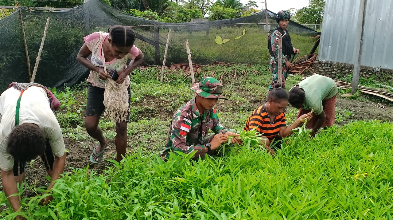 Satgas Pamtas Bantu Warga Panen Kangkung   1