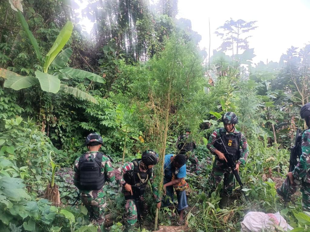IMG-20220519-WA0005 Ladang Ganja Ditemukan di Wilayah Perbatasan RI-PNG 1