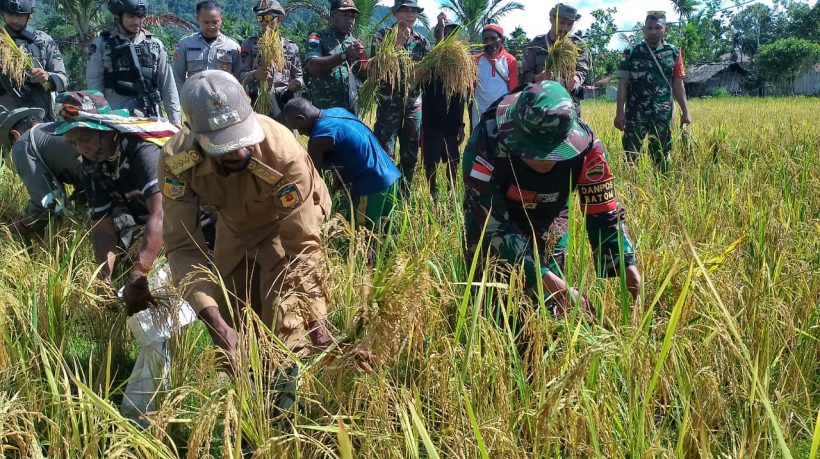 Satgas Pamtas Bantu Warga Panen Padi   15