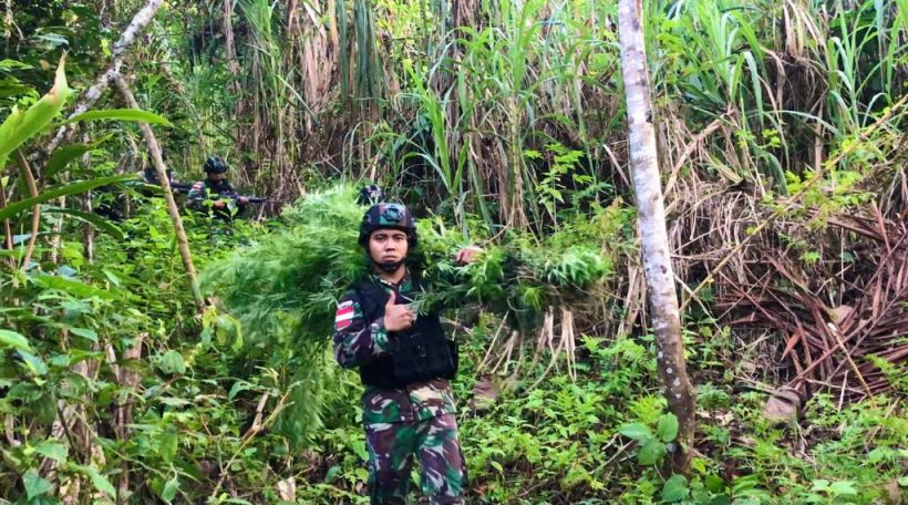 Satgas Pamtas Temukan 5 Hektar Ladang Ganja di Perbatasan RI-PNG 24